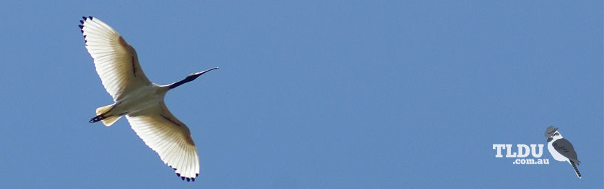 Australian White Ibis