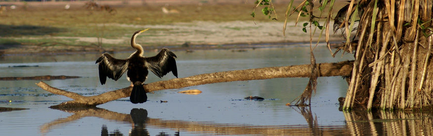 Drying wings after fishing in Kakadu