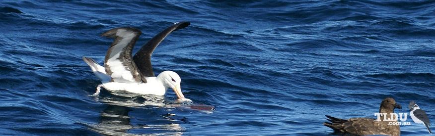 Black Browed Albatross