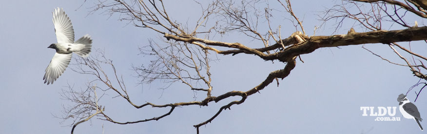 Black Faced Cuckoo Shrike