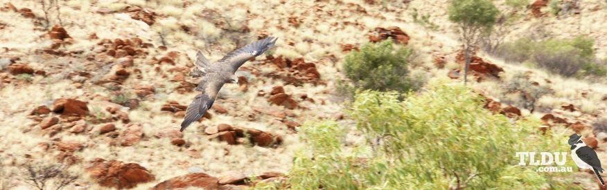 Black Kite searching for prey in Central Australia