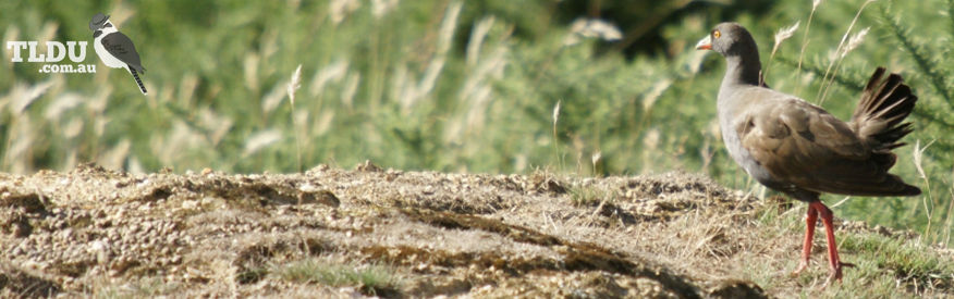 Black Tailed Native Hen