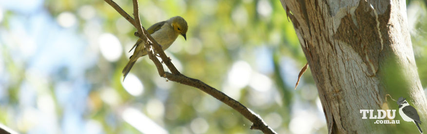 Brown Headed Honeyeater