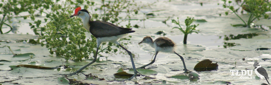 Comb Crested Jacana