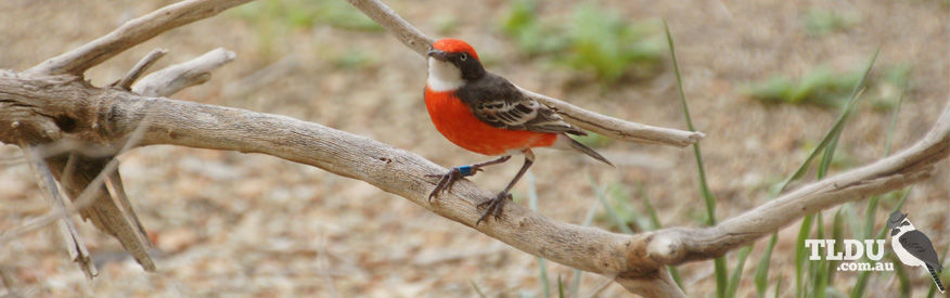 Crimson Chat