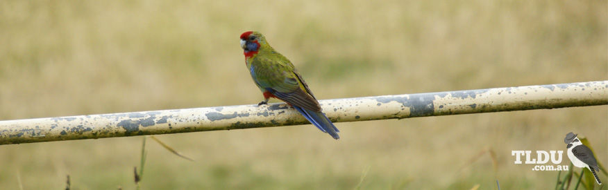 Crimson Rosella