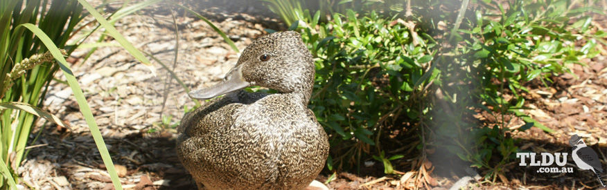 Freckled Duck