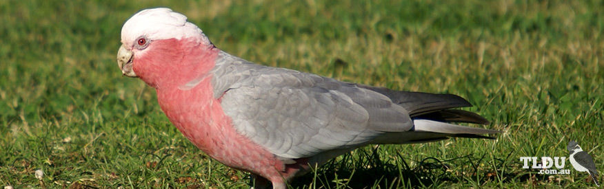 Galah