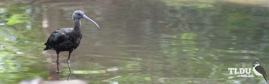 Glossy Ibis