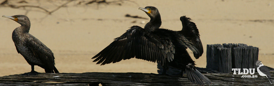 Great Cormorant