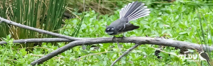 Grey Fantail