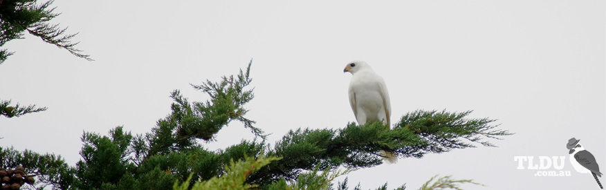 Grey Goshawk