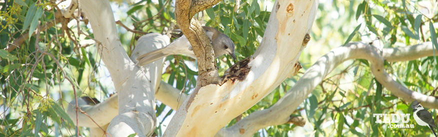 Grey shrike Thrush