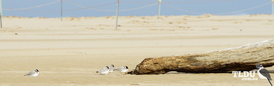 Hooded Plover