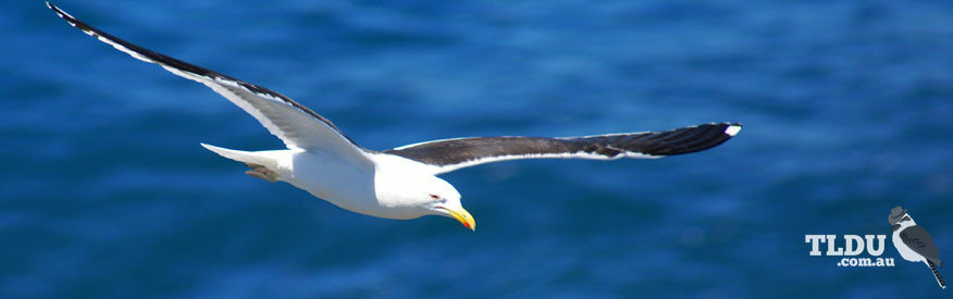 Kelp Gull