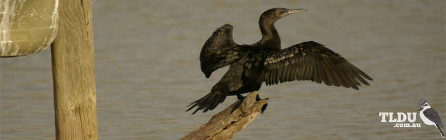 Little Black Cormorant