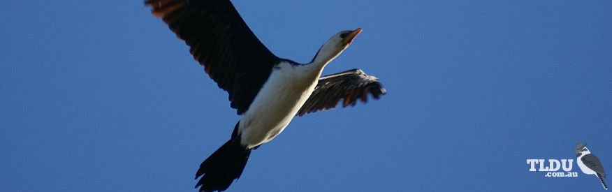 Little Pied Cormorant