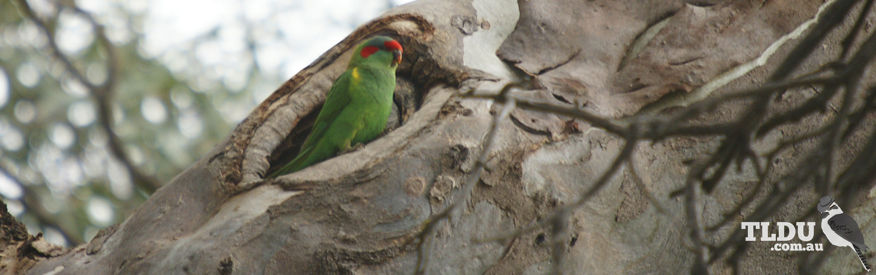 Musk Lorikeet