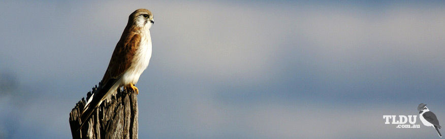 Nankeen Kestrel