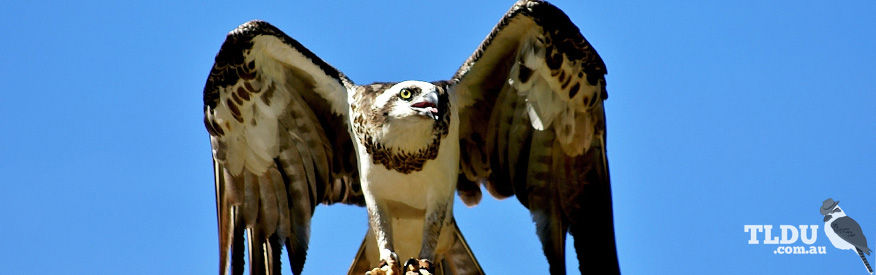 Osprey