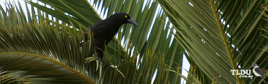 Pied Currawong