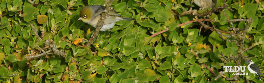 Silvereye