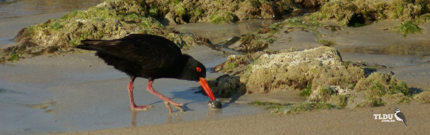 Sooty Oyster Catcher looking through washed up shells for food