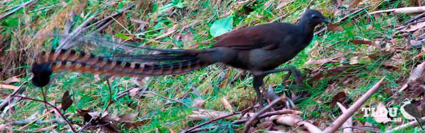 Superb Lyrebird