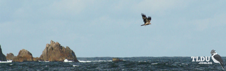 Swamp Harrier