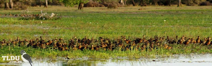 Wandering Whistling Duck