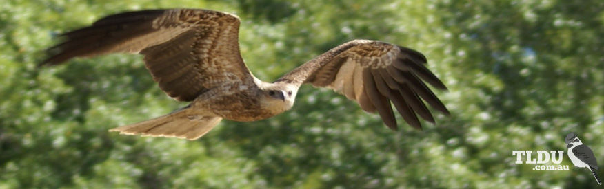 Whistling Kite