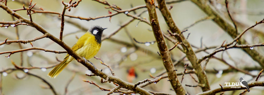 White Eared Honeyeater - The Land Down Under