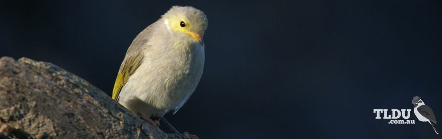 White Plumed Honeyeater