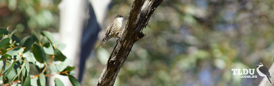 White throated Treecreeper