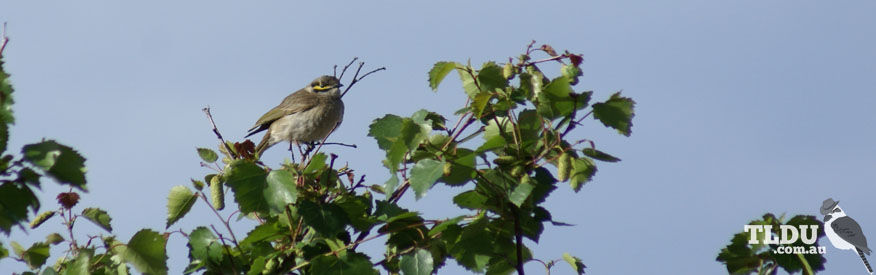 Yellow Faced Honeyeater