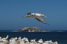 Australasian Gannet