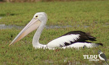 Australian Pelican