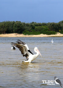 Australian Pelican