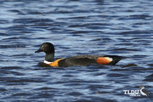 Australian Shelduck