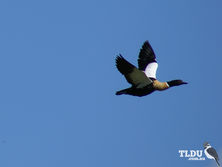 Australian Shelduck