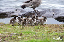 Australian Wood Duck Duckings