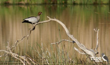 Male Australian Wood Duck