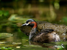 Australiasian Grebe