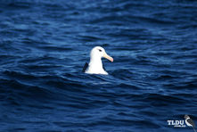 Black Browed Albatross