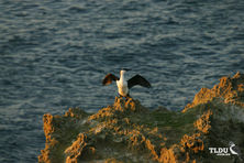 Black Faced Cormorant