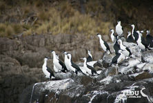 Black Faced Cormorant