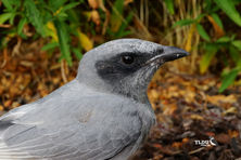 Black Faced Cuckoo Shrike Facial Features