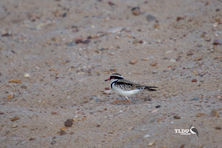 Black Fronted Dottrel heading for the rivers edge