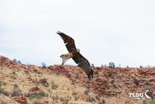 Black Kite