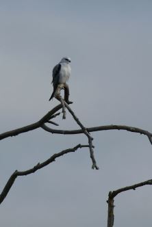 Black Shouldered Kite